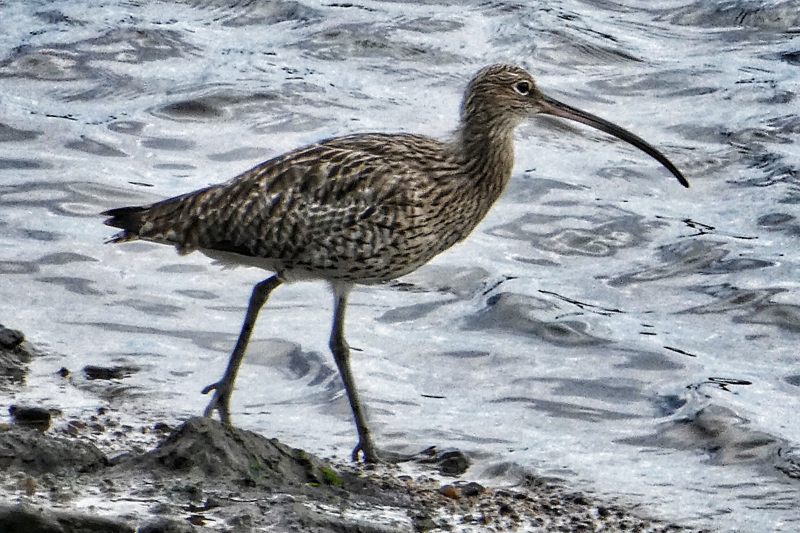 Curlew