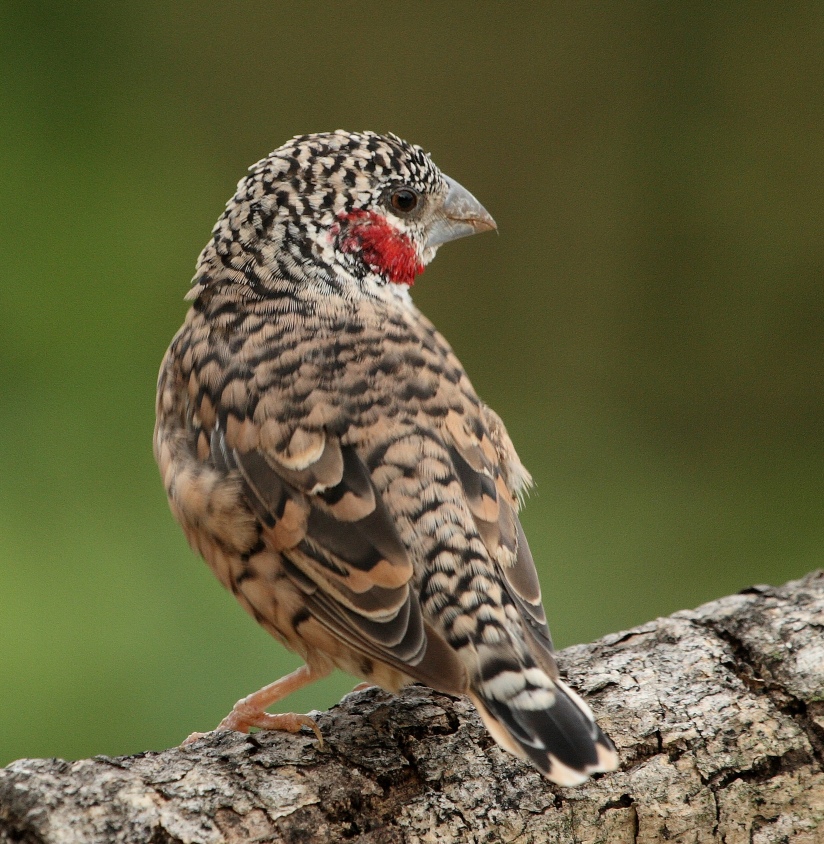 Cut-throat Finch