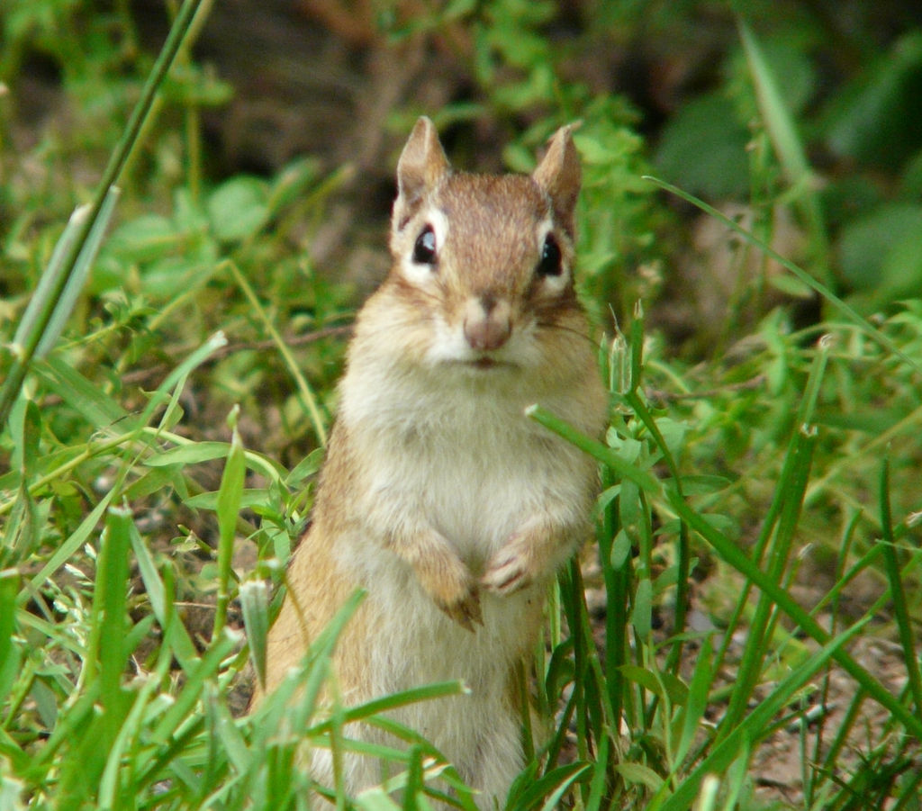 Cute Chipmunk