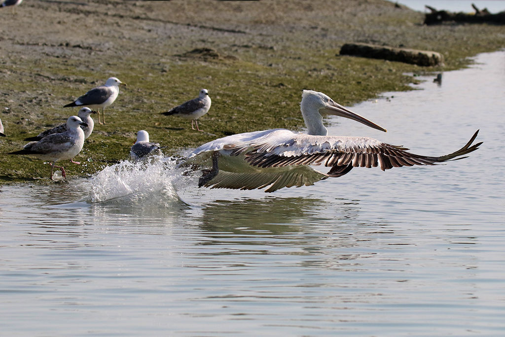 Dalmatian Pelican