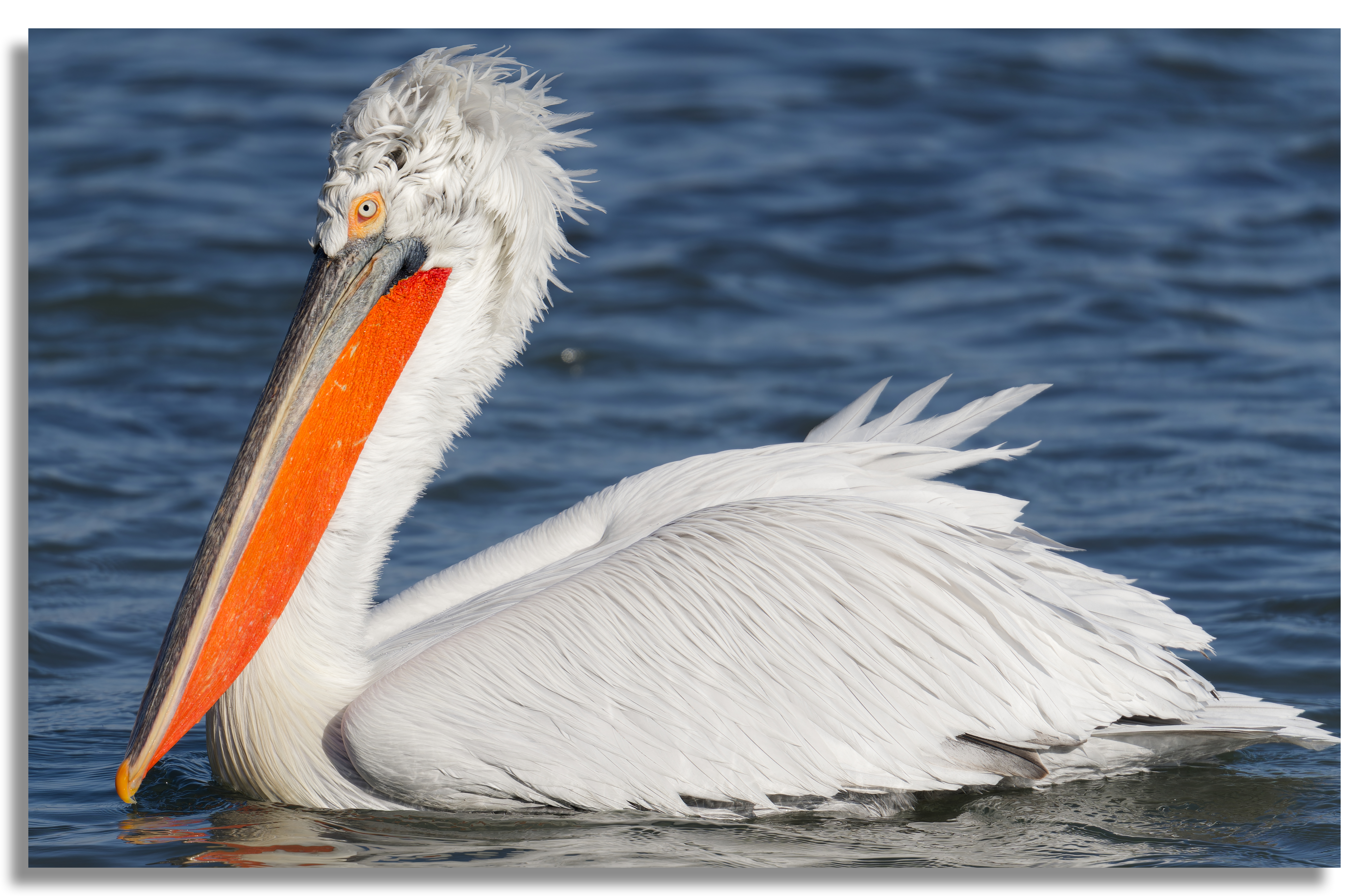 Dalmatian pelican