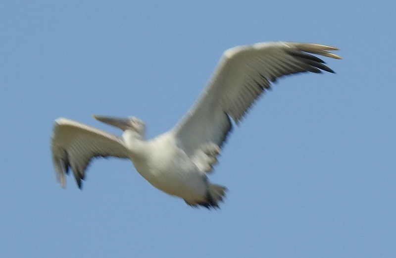 Dalmation Pelican