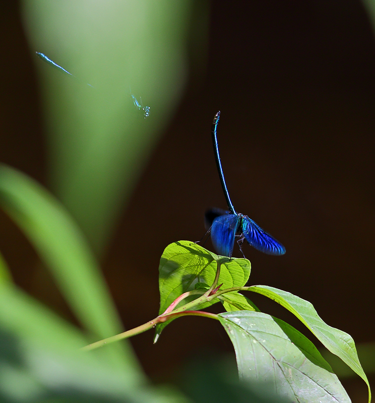 Damselflies hiding in different ways