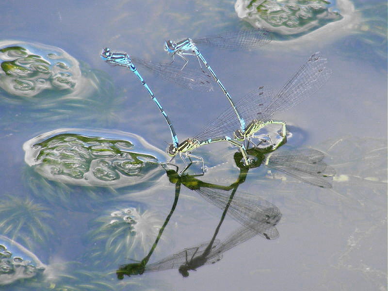 Damselfly ballet