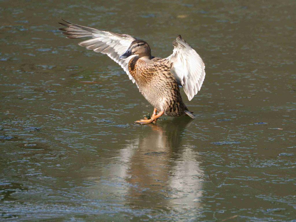 Dancing on Ice