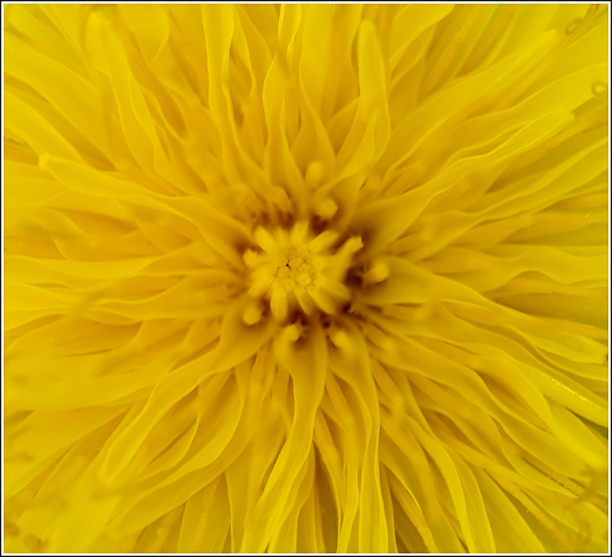 Dandelion Flares