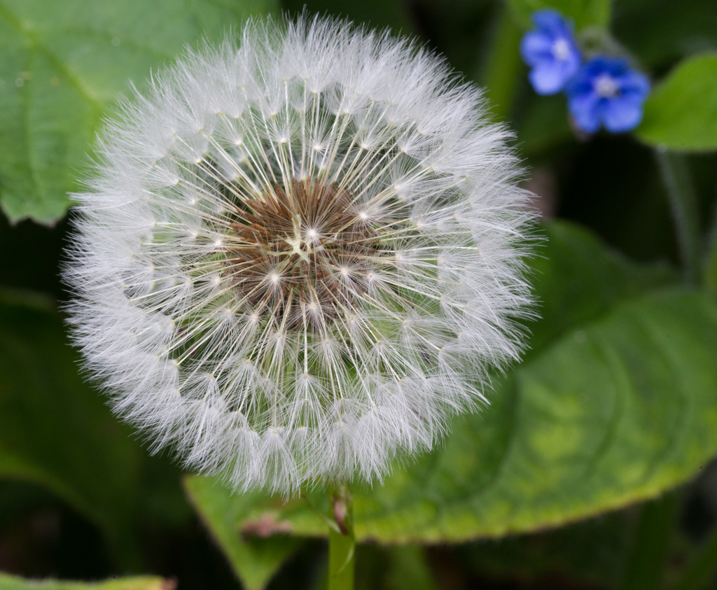 Dandelion