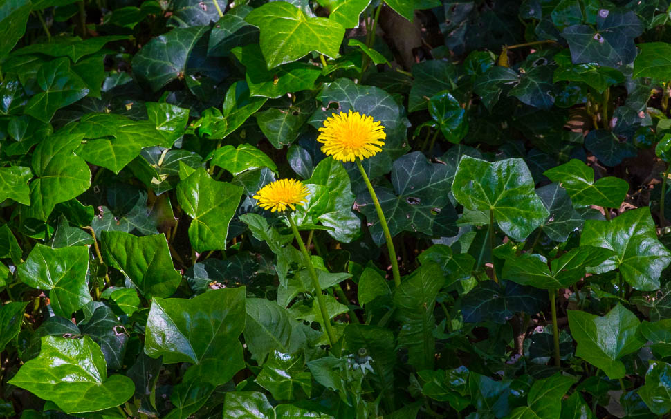 Dandelions