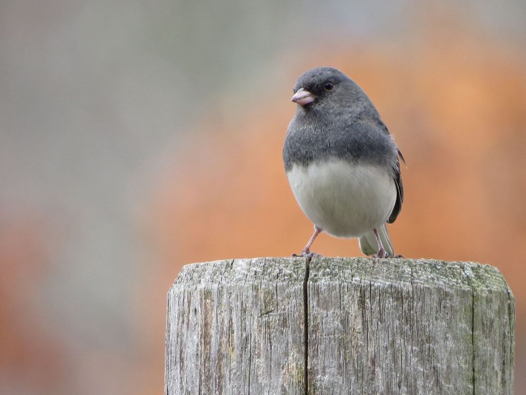 Dar Eyed Junco on a post