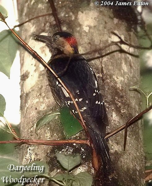 Darjeeling Woodpecker..&quot;Opus&quot;