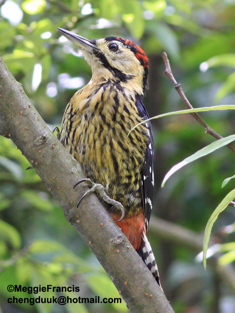 Darjeeling Woodpecker