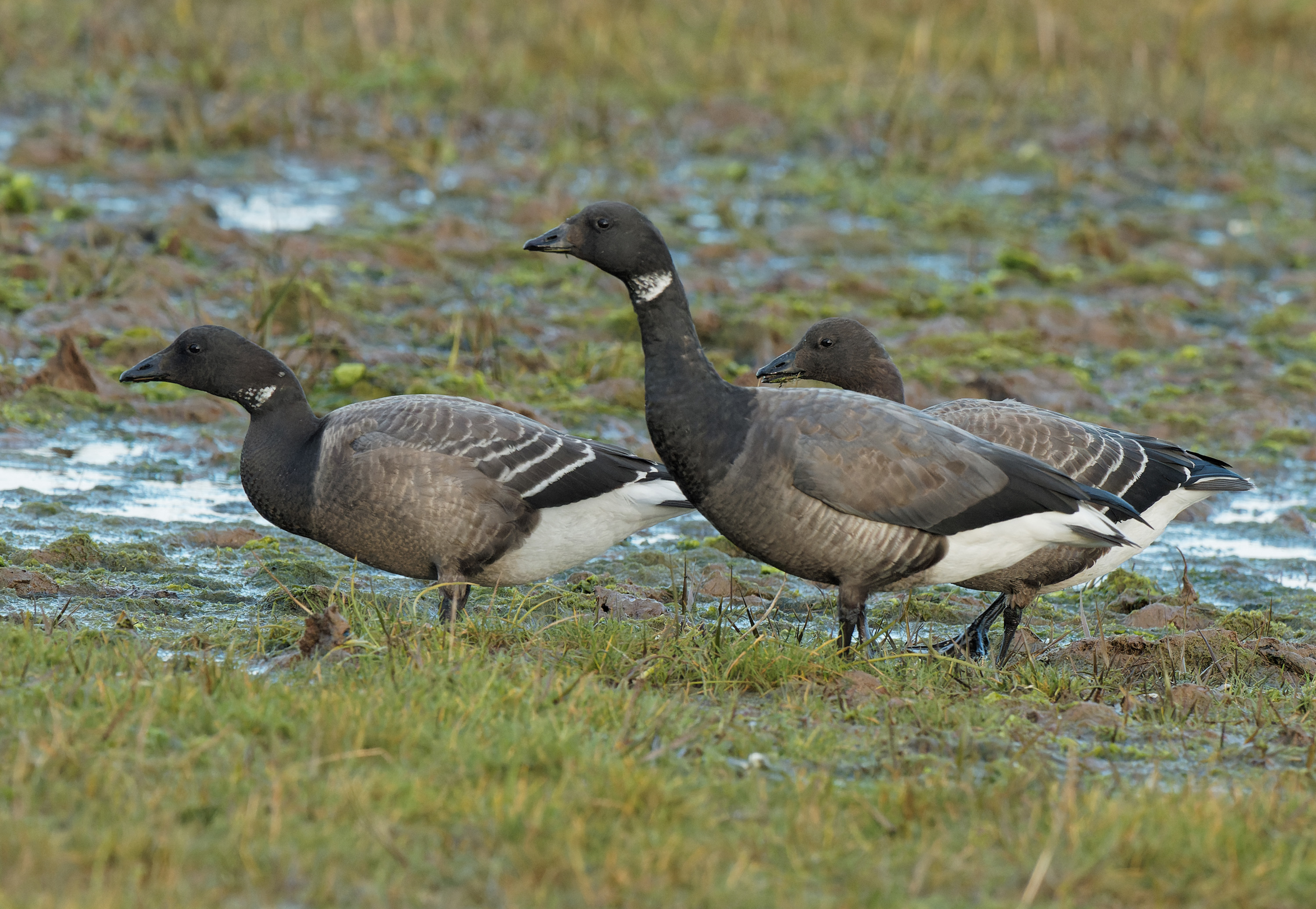 Dark-bellied Brent Goose02.jpeg