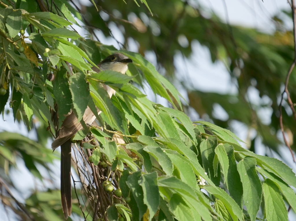 Dark-billed Cuckoo