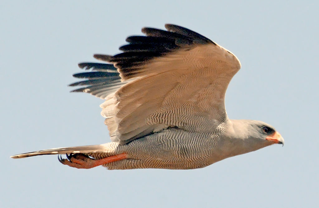 Dark Chanting Goshawk