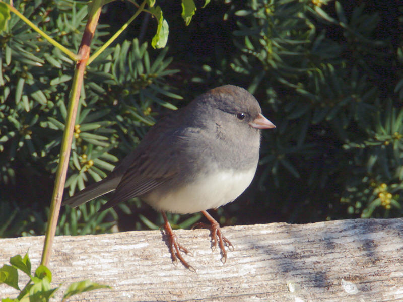 Dark-eyed Junco, Female, Slate-colored