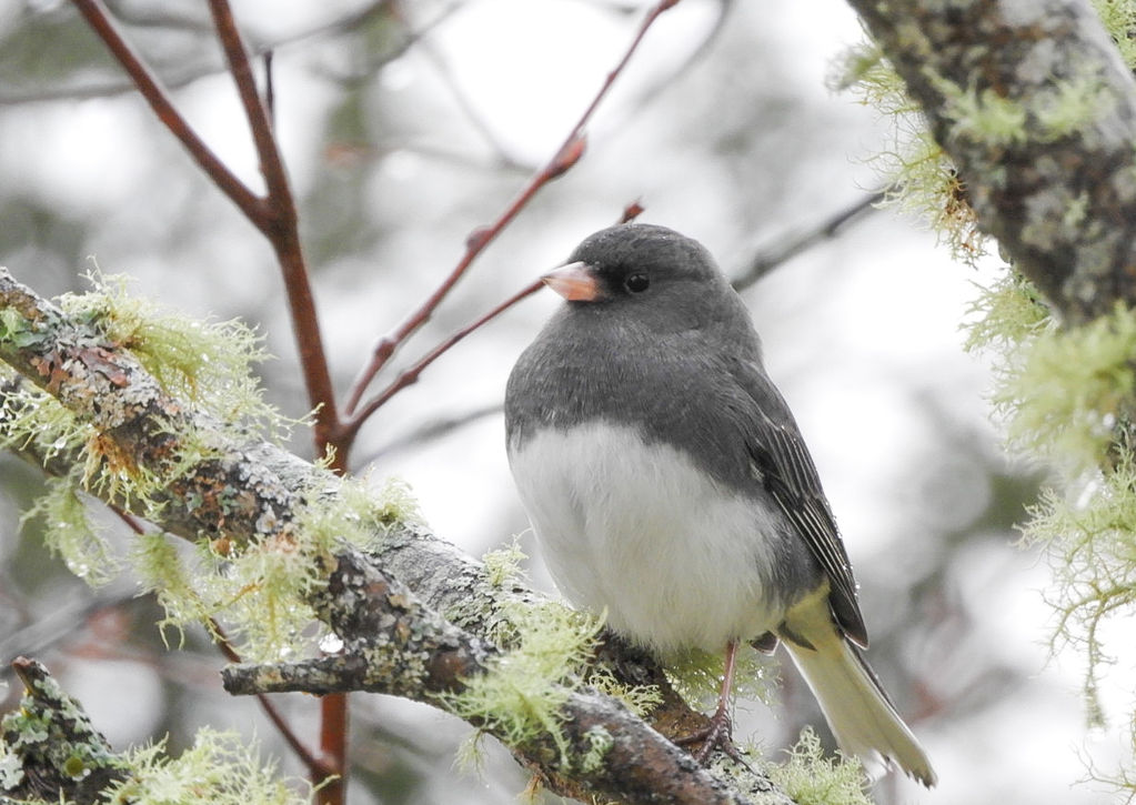 Dark Eyed Junco sitting pretty