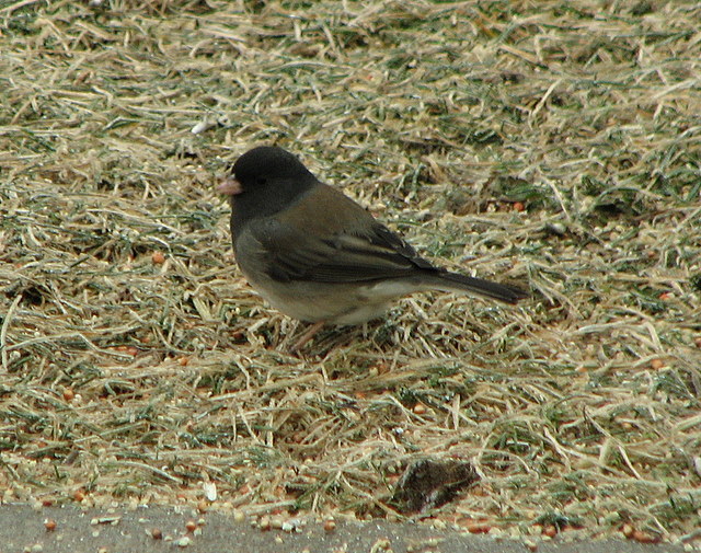 Dark-eyed Junco