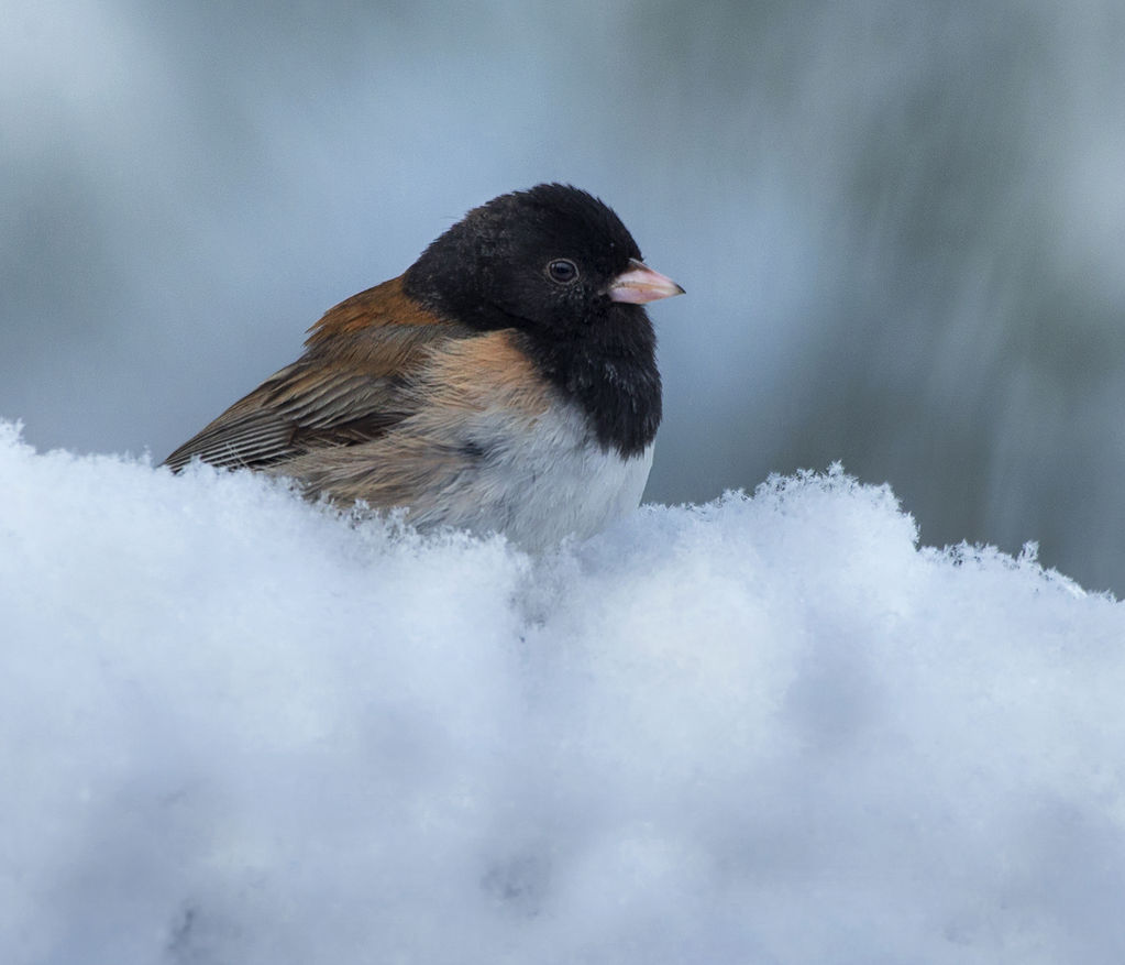 Dark-Eyed Junco