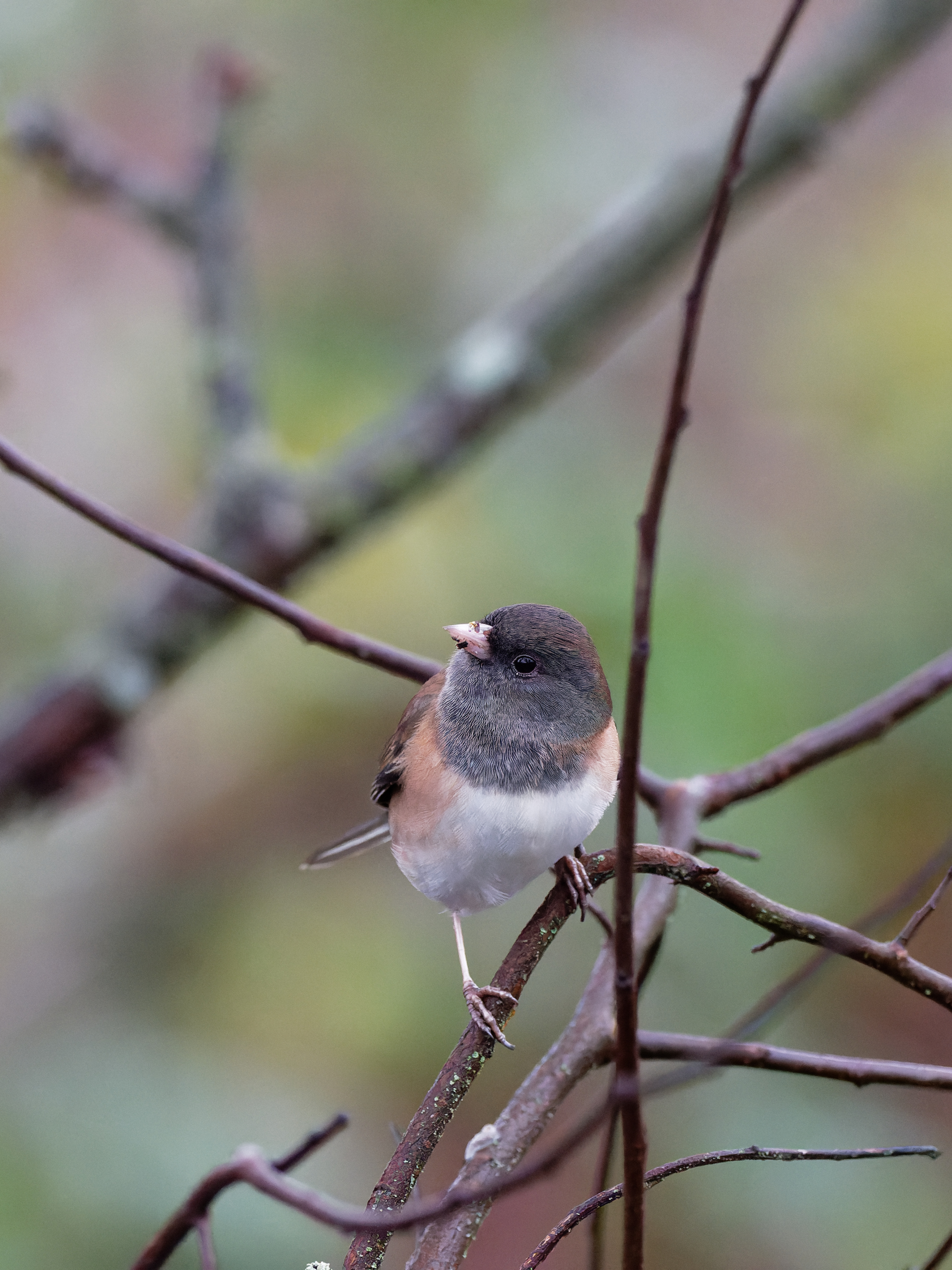 Dark-eyed junco