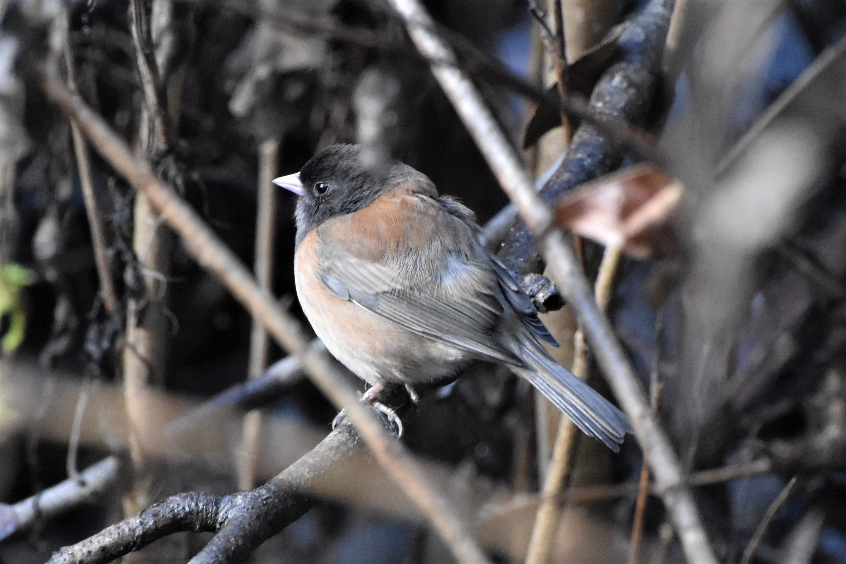 Dark-eyed Junco