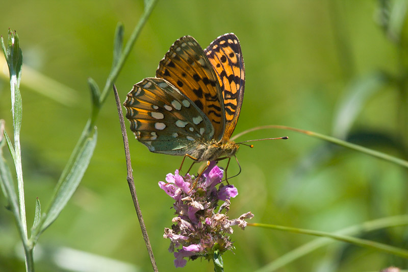 Dark Green Fritillary