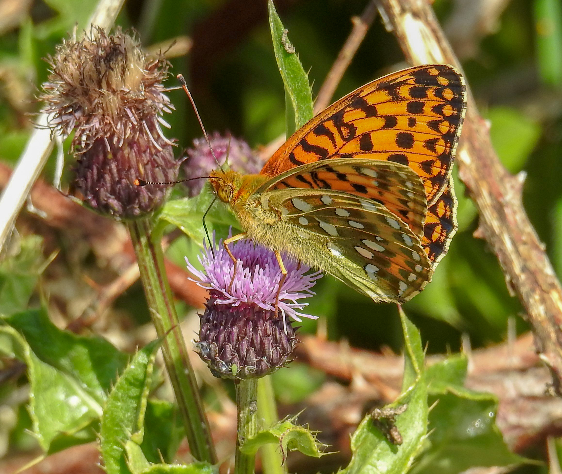 Dark Green Fritillary