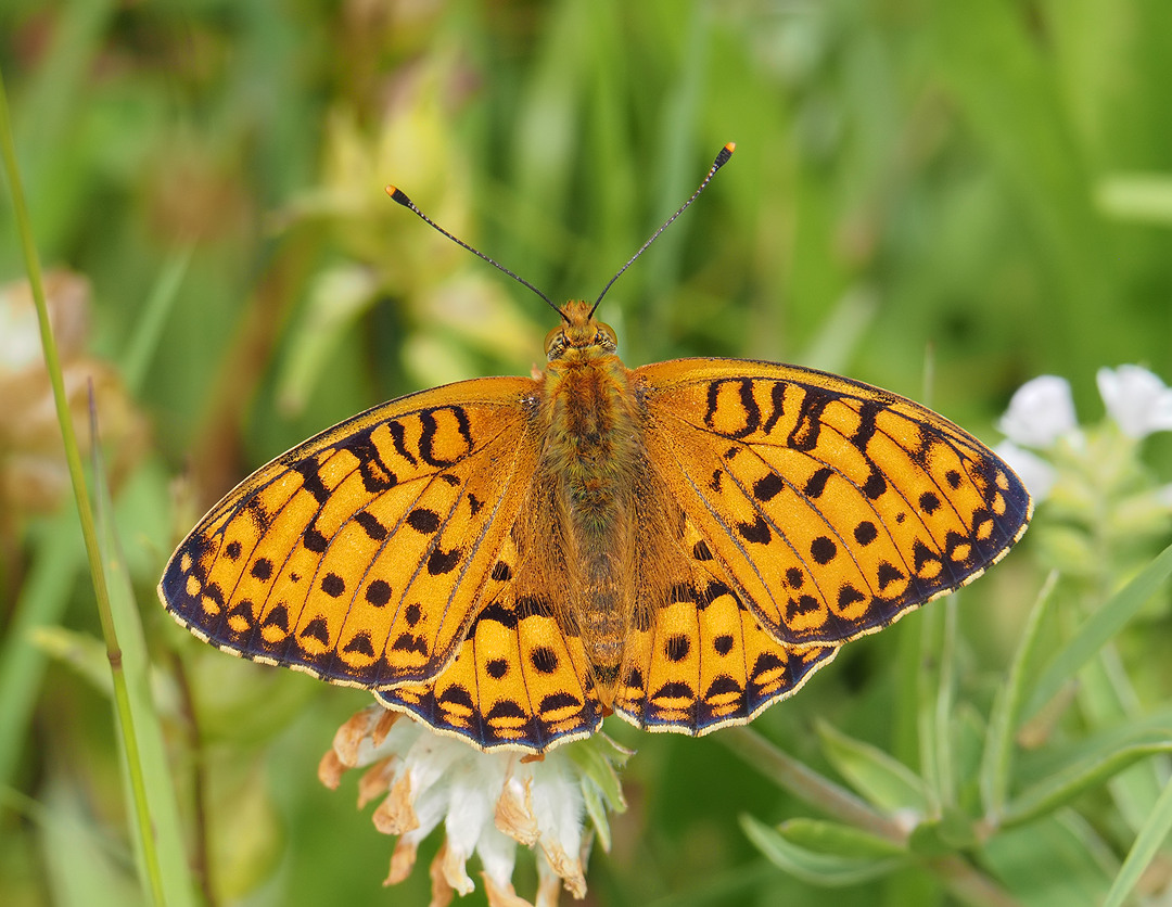 Dark Green Fritillary