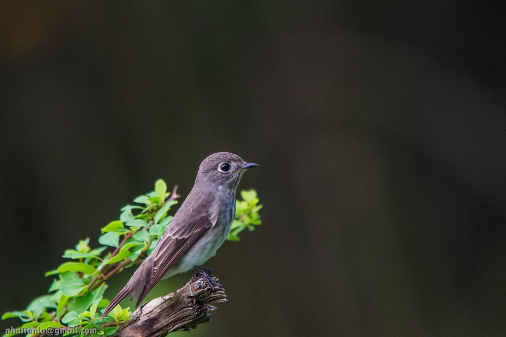 Dark sided flycatcher