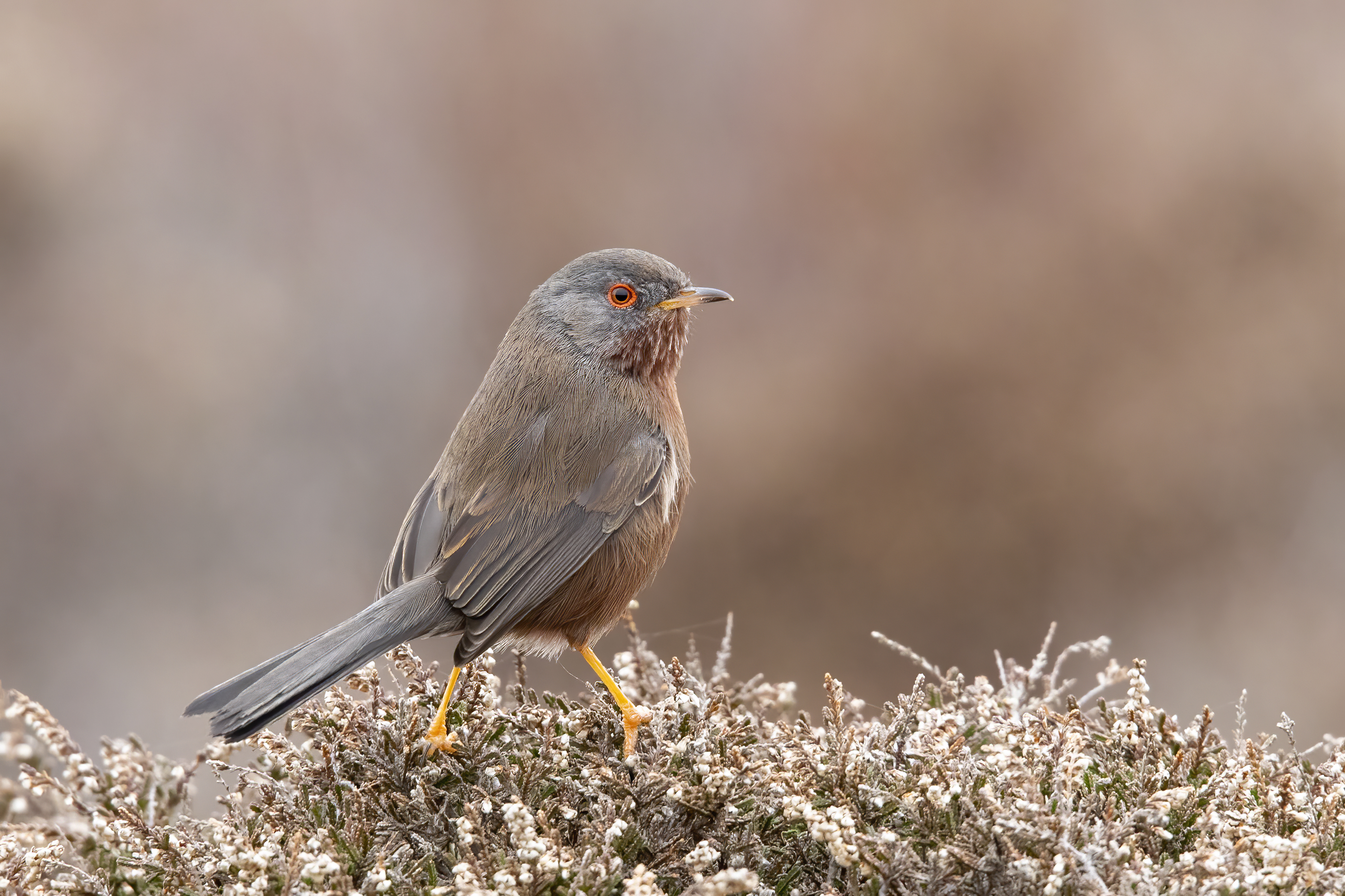 Dartford Warbler 4.jpg