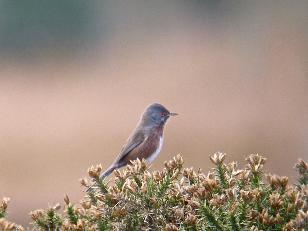 Dartford Warbler