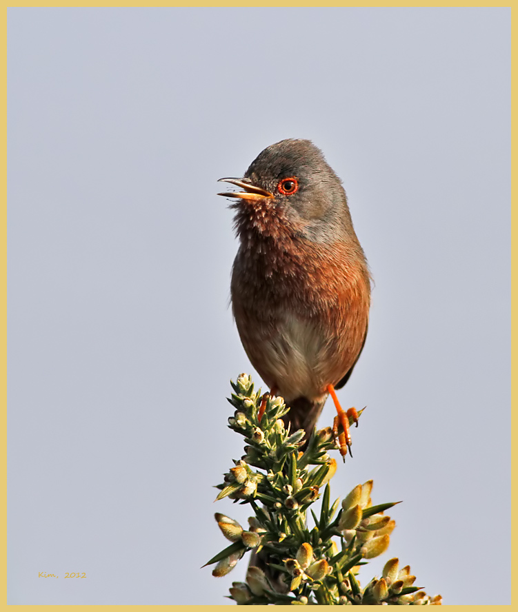 Dartford Warbler