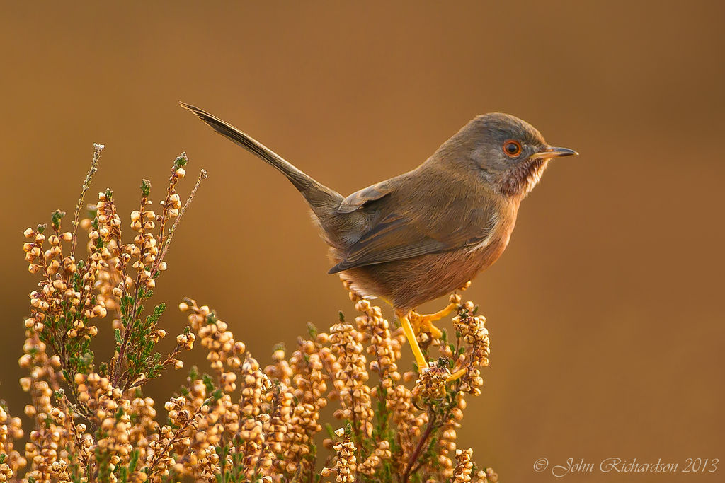 Dartford Warbler