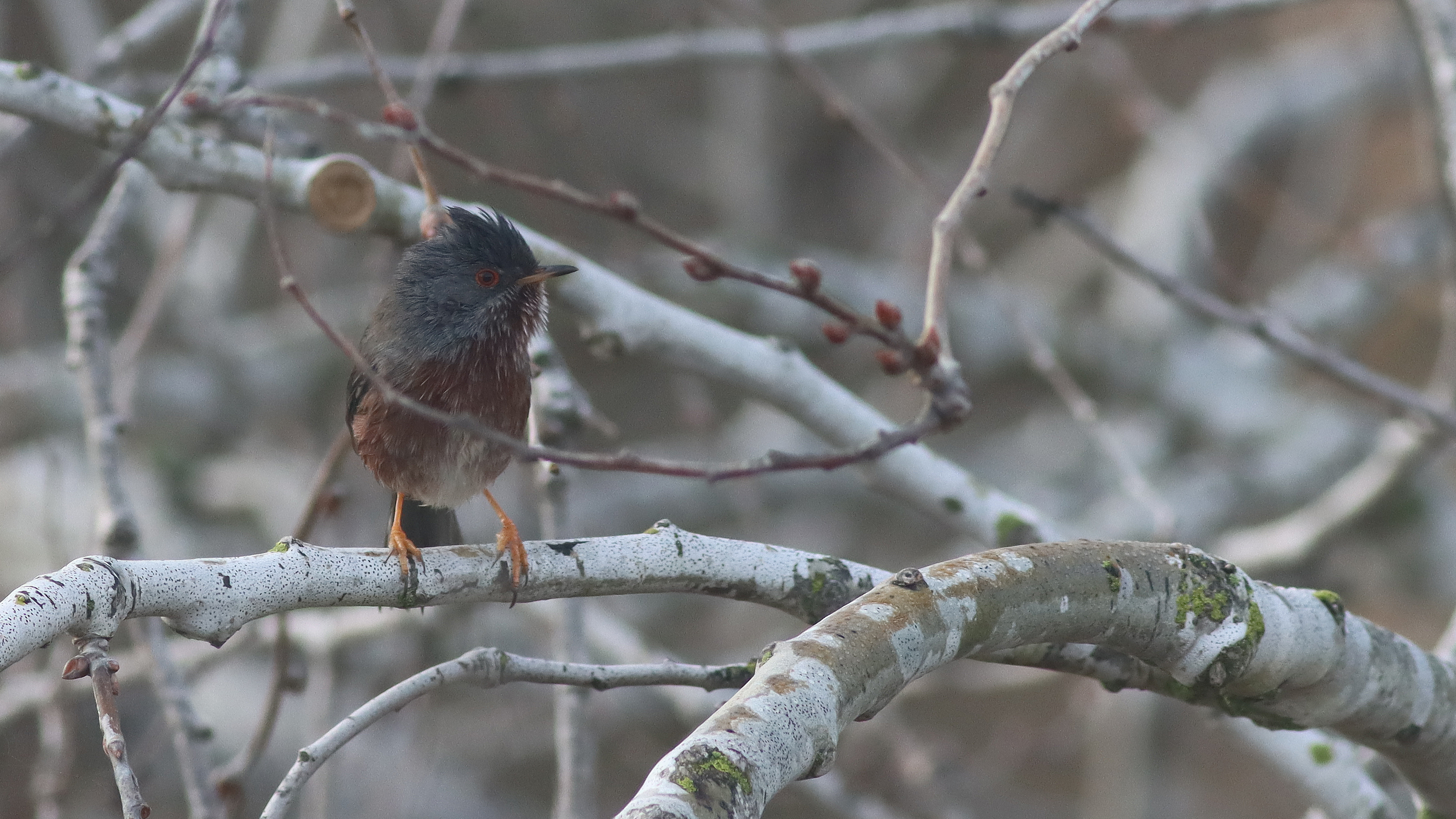 dartford warbler