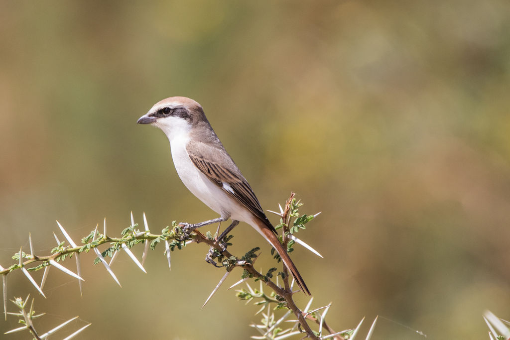 Daurian Shrike