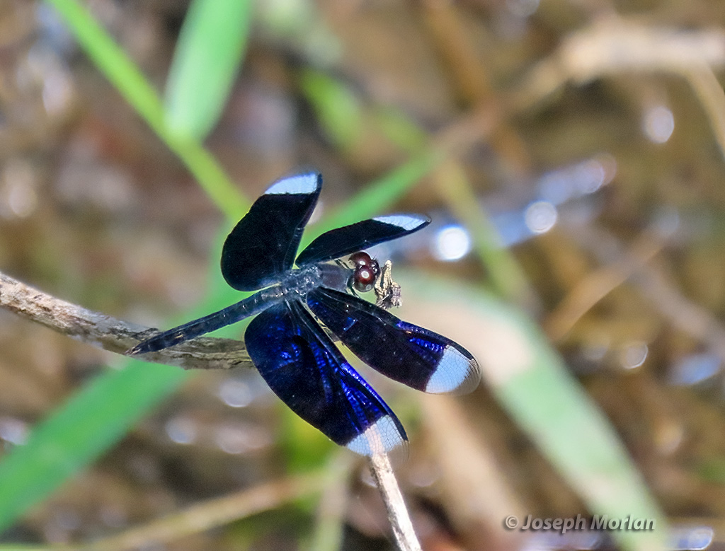 Decora Skimmer (Neurothemis decora)