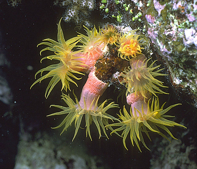 Dendrophyllia
