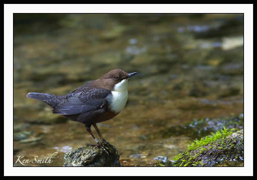 Derbyshire Dales Dipper.