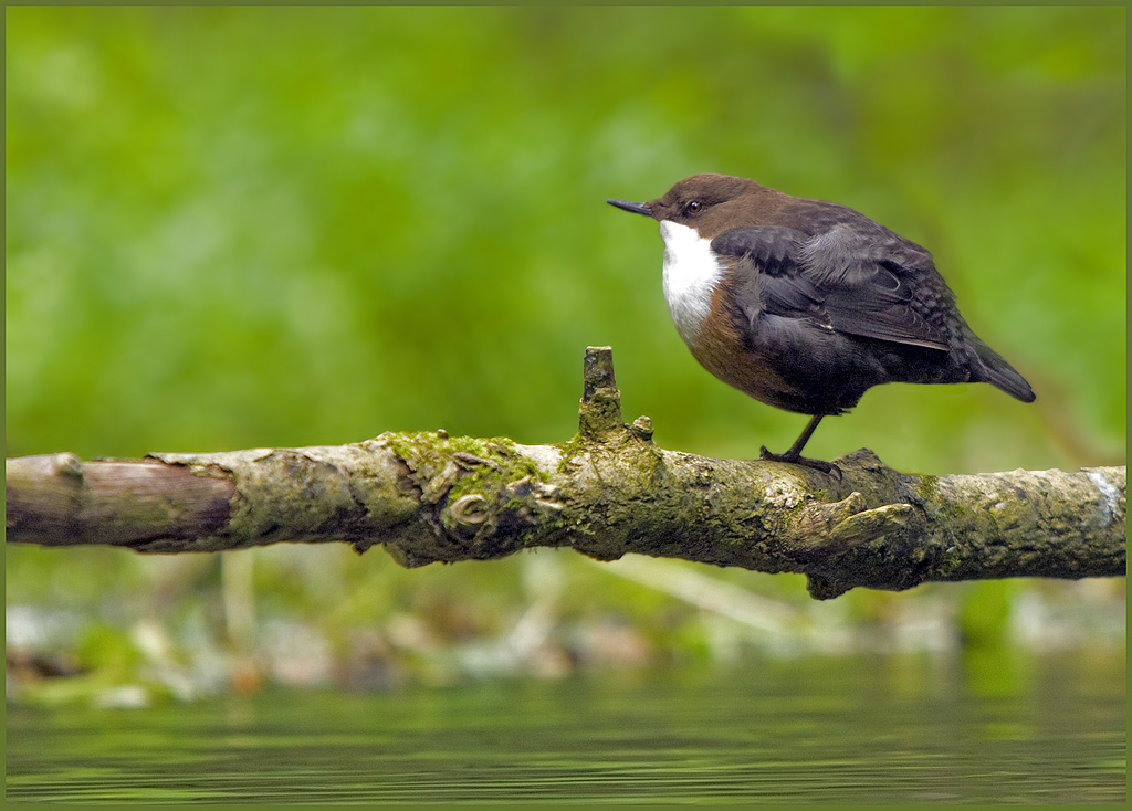 Derbyshire dales dipper