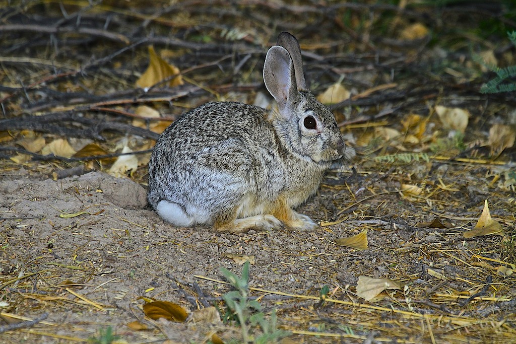 Desert Cottontail