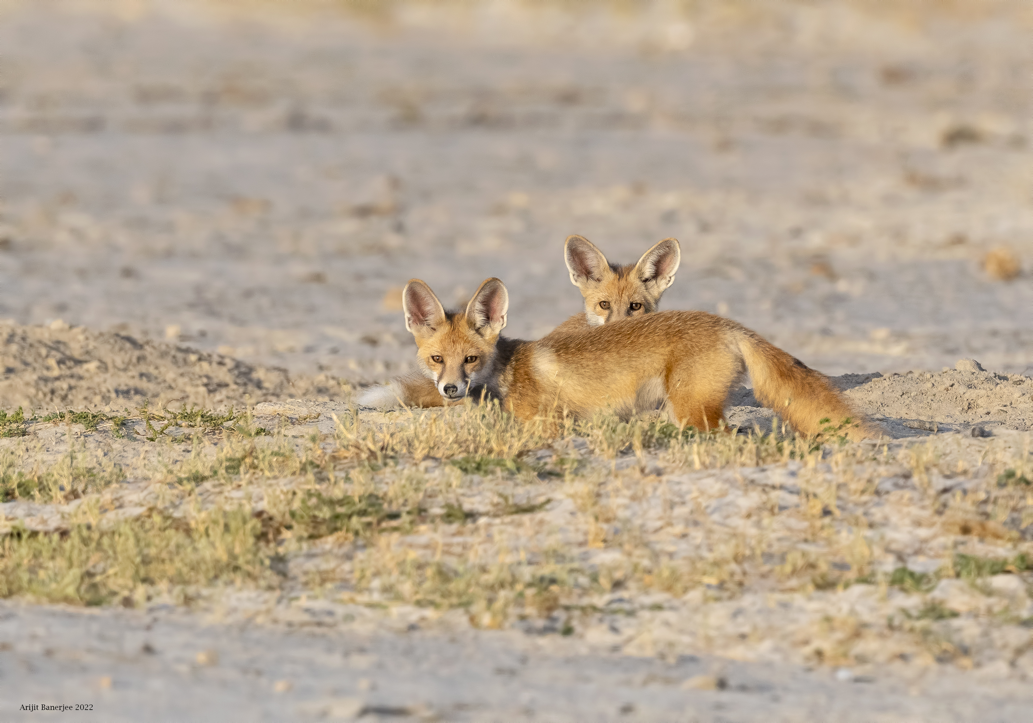 Desert Fox puppies