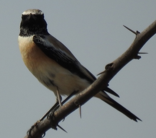 Desert Wheatear Male