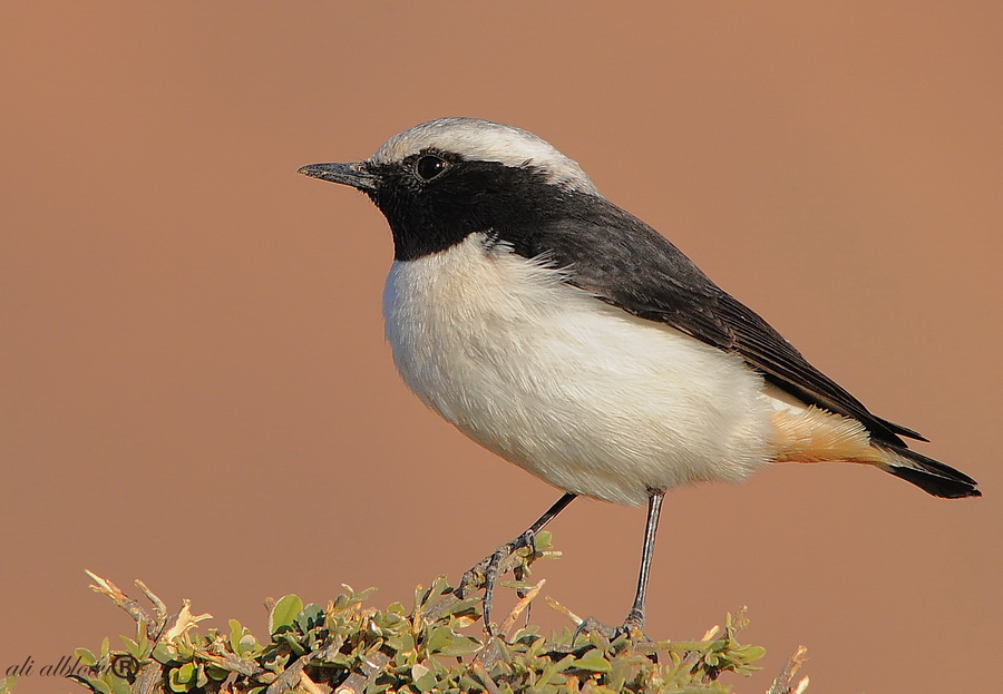 Desert Wheatear