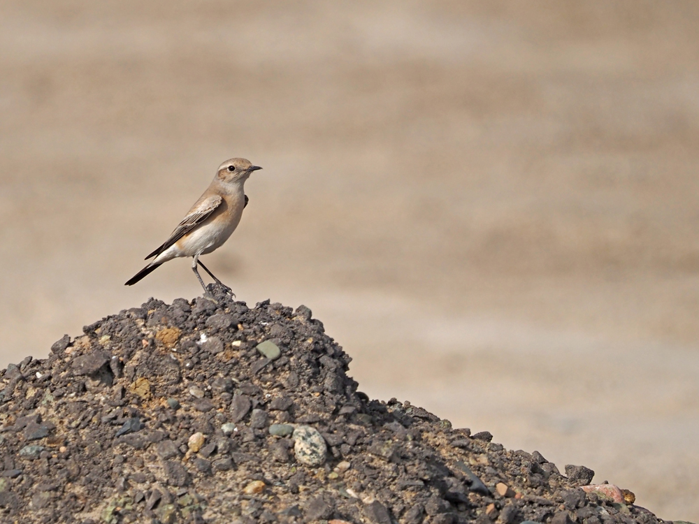 Desert wheatear