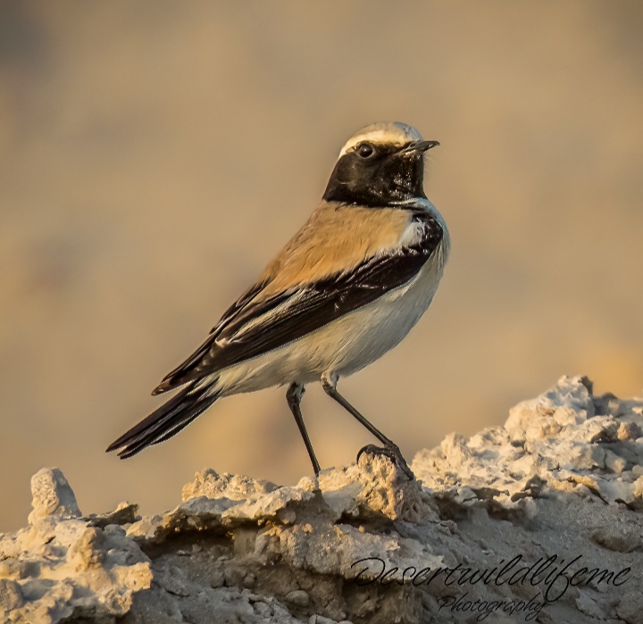 Desert Wheatear