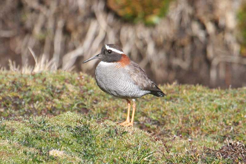 Diademed Sandpiper-Plover