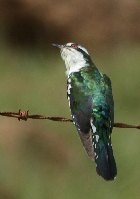 Dideric Cuckoo