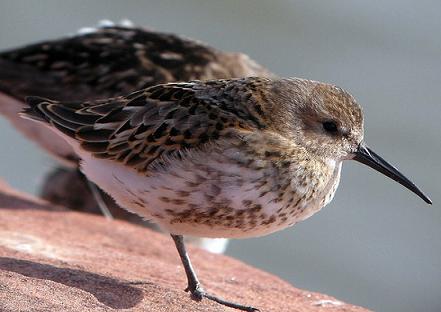 Digi-Scoped Dunlin