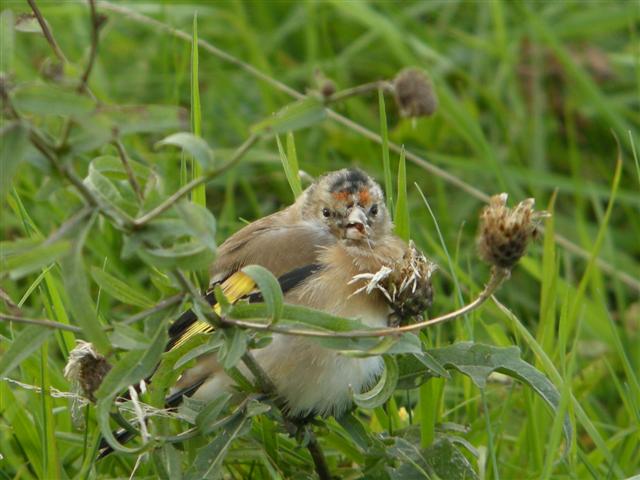 digi scoped goldfinch