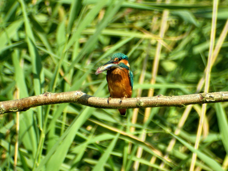 Digiscoped Kingfisher