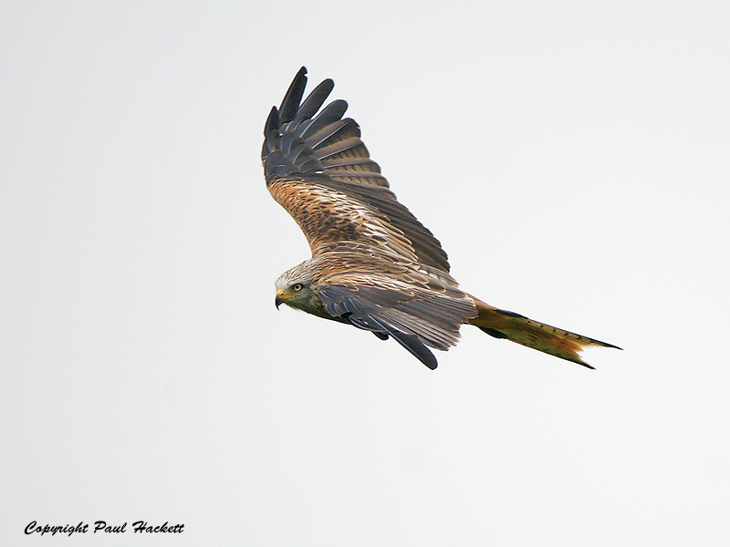 Digiscoped Red Kite